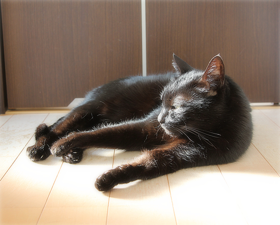 ひなたぼっこの、その場所は・・・_a0389088_16550042.jpg