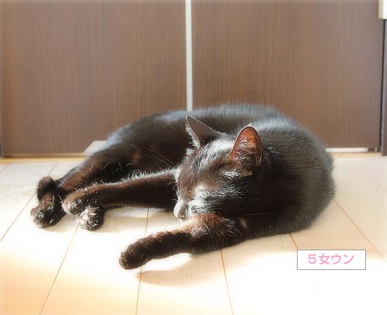 ひなたぼっこの、その場所は・・・_a0389088_16550050.jpg