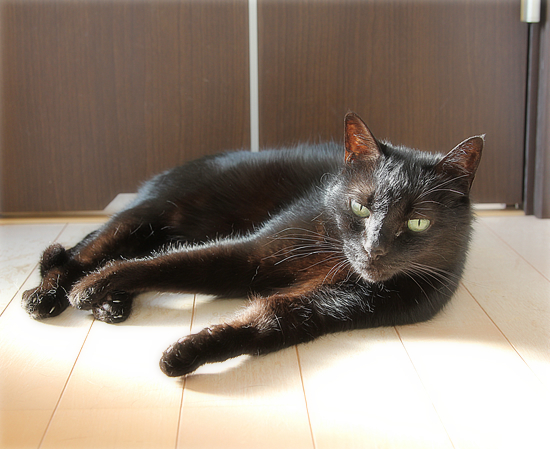 ひなたぼっこの、その場所は・・・_a0389088_16550087.jpg