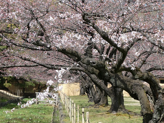 思い出の「私たちのベンチ」♪　浜離宮からウォーターズ竹芝へのぼっち散歩♪_b0287088_21411627.jpg