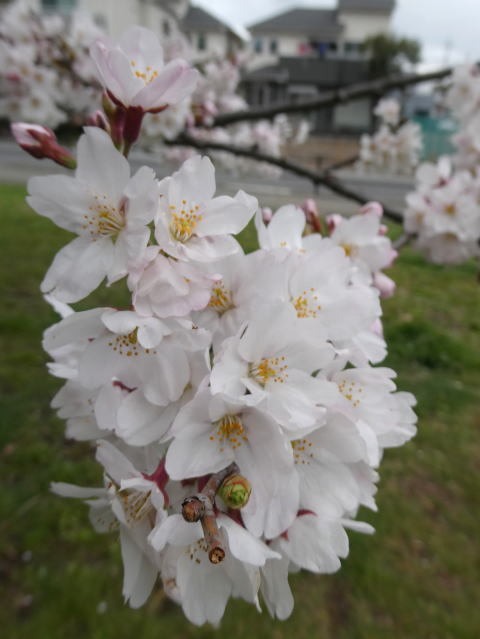 桜が咲いてきました♪春～_a0157892_17092138.jpg