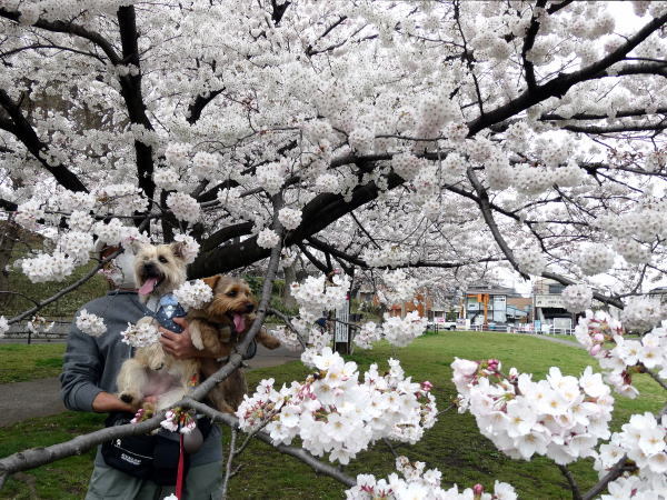 桜が咲いてきました♪春～_a0157892_17092599.jpg