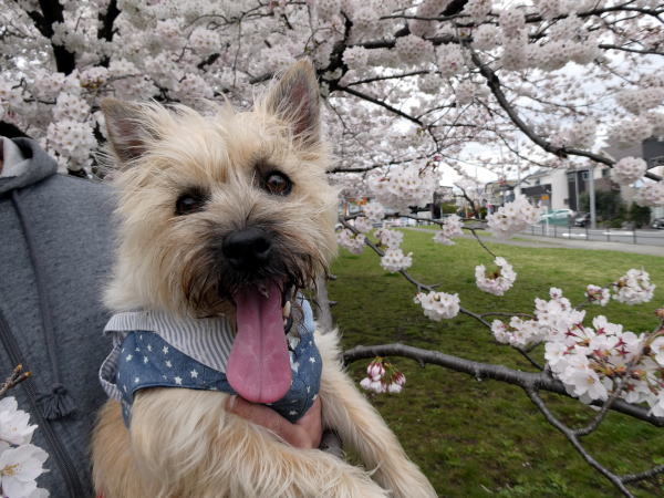 桜が咲いてきました♪春～_a0157892_17093198.jpg