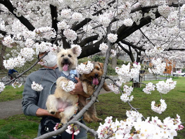 桜が咲いてきました♪春～_a0157892_17093658.jpg