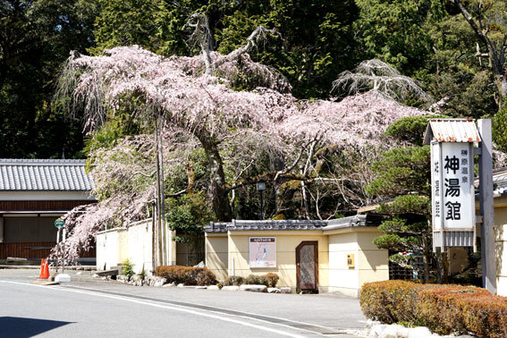 榊原温泉のサクラ_b0145296_14272417.jpg