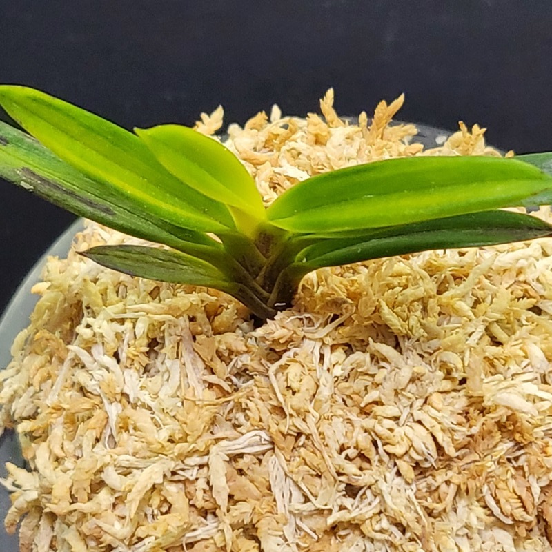 富貴蘭【金牡丹黄縞】小割子｜鉢植え