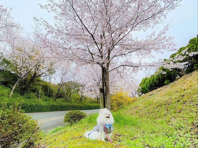 もう2歳だから頑張れる_d0360206_19563926.jpg