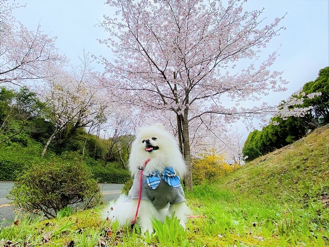 もう2歳だから頑張れる_d0360206_19563960.jpg