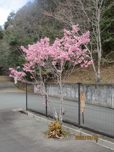 3/28牡丹桜が満開になりました_a0154110_09483782.jpg