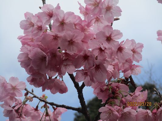 3/28牡丹桜が満開になりました_a0154110_09484570.jpg