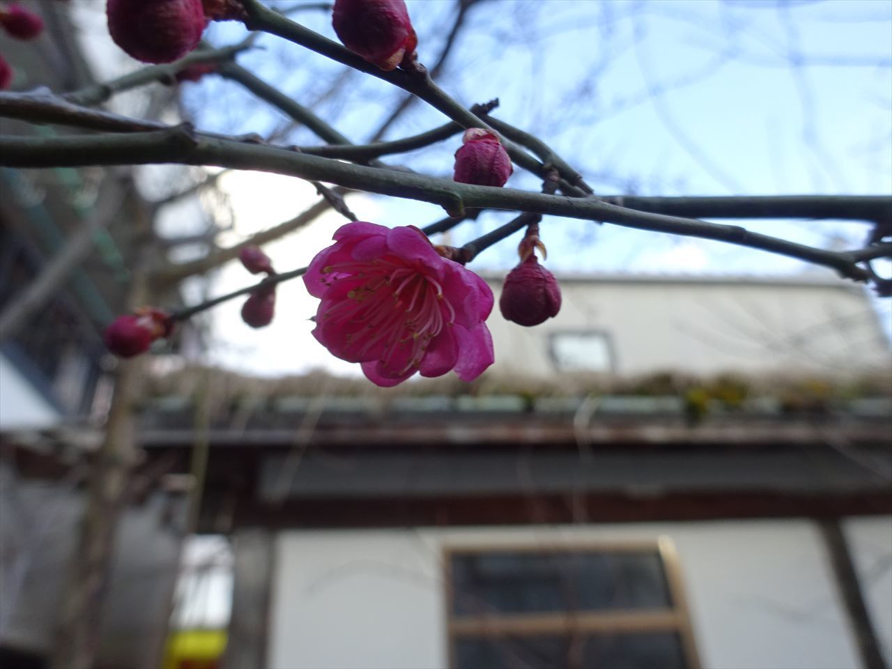 速報　事務所の梅の花　咲きました！_f0105112_18520700.jpg