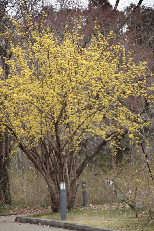 京都府立植物園　春の花を見つけに_e0048413_19442877.jpg