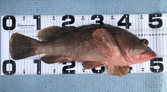 ２８日 月 高級魚 アコウは幻の魚ではありませんでした 愛媛 松山 伊予灘 高速遊漁船 Pilar 海人 本日の釣果