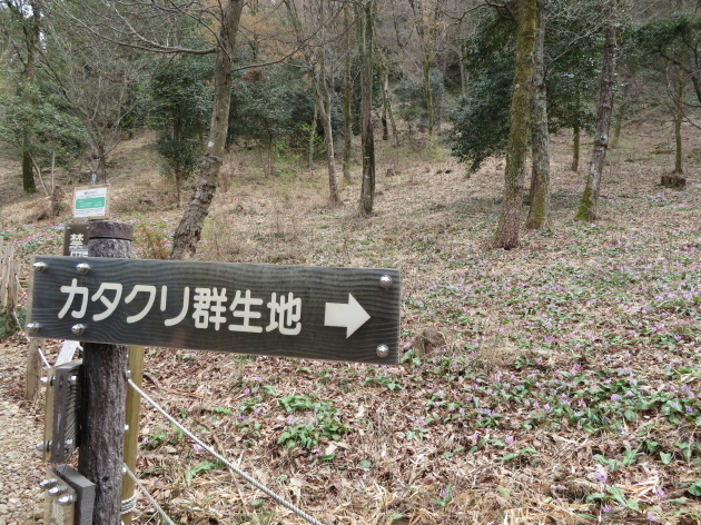 カタクリの花満開　鳩吹山　_d0170615_18070617.jpg