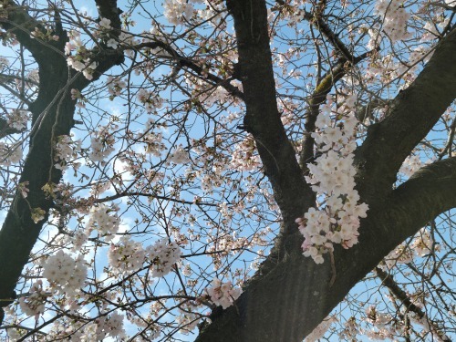 桜♡情報_f0126121_14222646.jpg