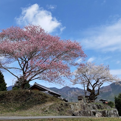 お花見シーズン その1_f0129726_16025796.jpg