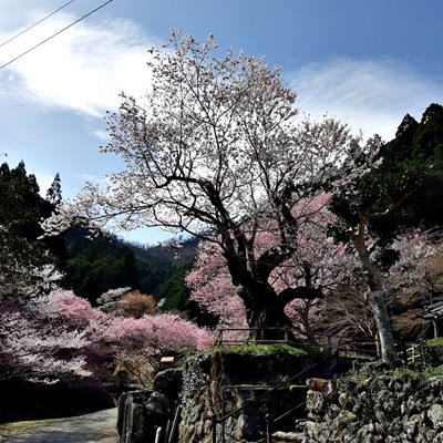 お花見シーズン その1_f0129726_16030499.jpg