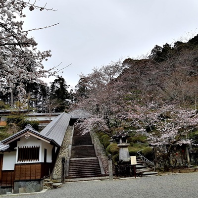 お花見シーズン その1_f0129726_16294643.jpg