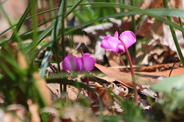 早春の森にて小さな花を探す_e0413627_15101692.jpg