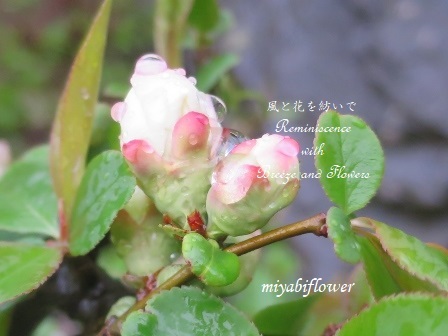 雨に濡れる春色 記憶の湖に眠る花 風と花を紡いで