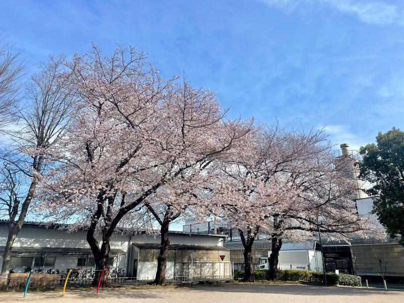 【&#128241;iPhone日記】さくら八分咲き&#127800;と、サクラカットの猫&#128008;_b0008655_17171235.jpg