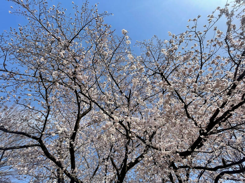 【&#128241;iPhone日記】さくら八分咲き&#127800;と、サクラカットの猫&#128008;_b0008655_19171570.jpg