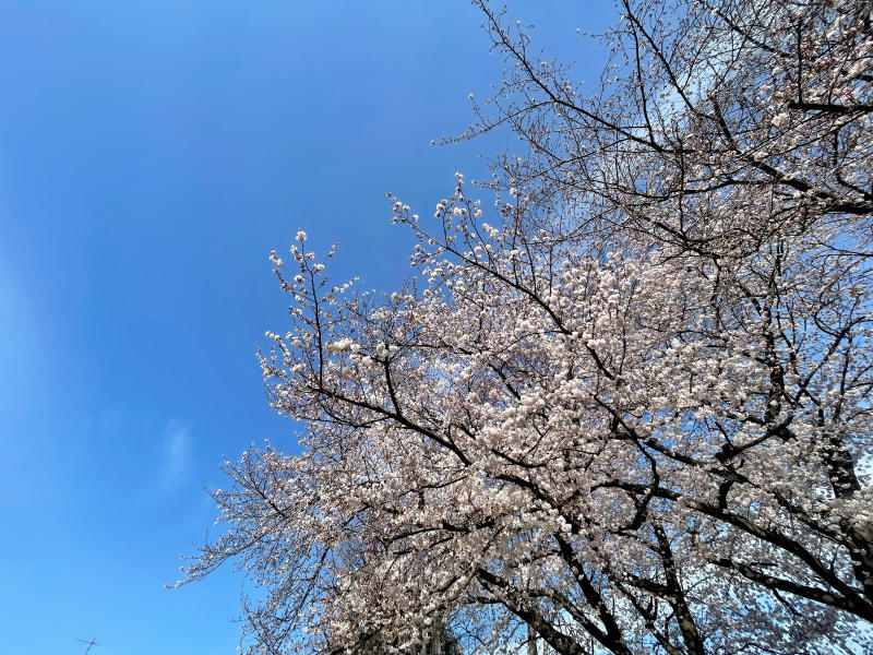 【&#128241;iPhone日記】さくら八分咲き&#127800;と、サクラカットの猫&#128008;_b0008655_19172376.jpg