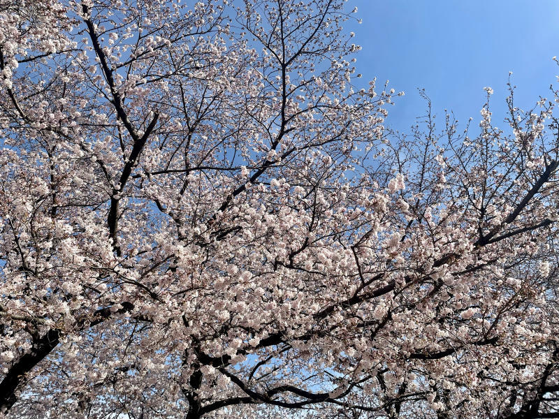 【&#128241;iPhone日記】さくら八分咲き&#127800;と、サクラカットの猫&#128008;_b0008655_19184544.jpg