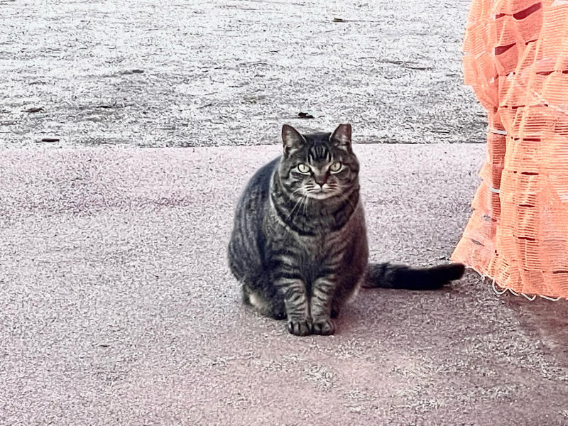 【📱iPhone日記】さくら八分咲き🌸と、サクラカットの猫🐈_b0008655_19325013.jpg