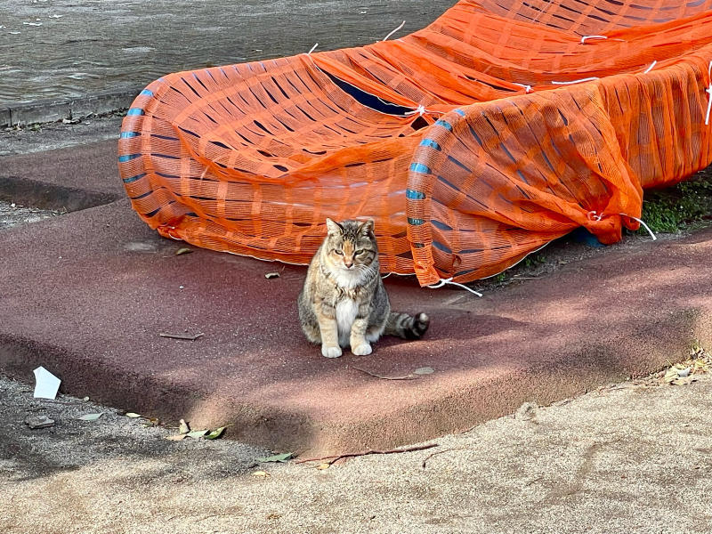 【📱iPhone日記】さくら八分咲き🌸と、サクラカットの猫🐈_b0008655_19334425.jpg