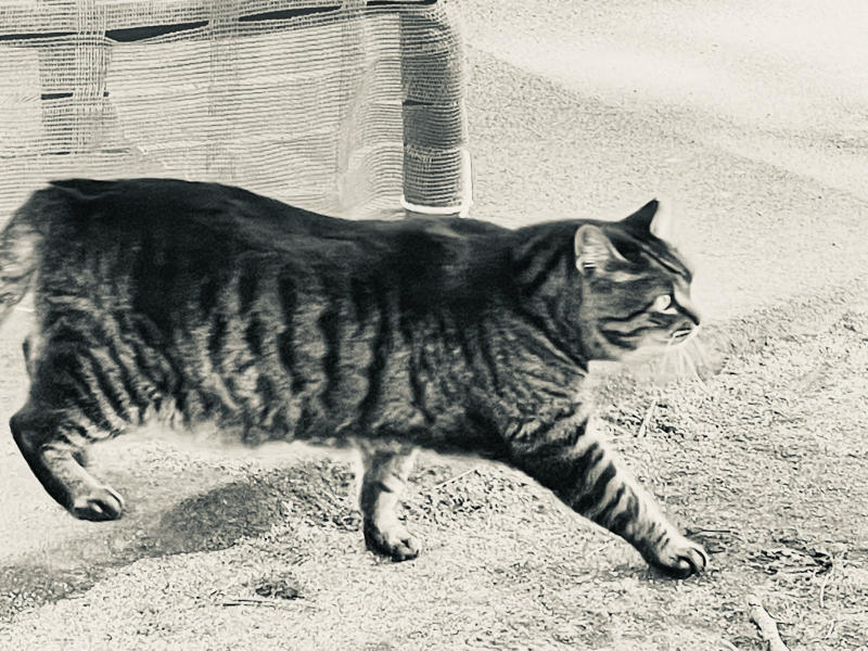 【&#128241;iPhone日記】さくら八分咲き&#127800;と、サクラカットの猫&#128008;_b0008655_19351883.jpg