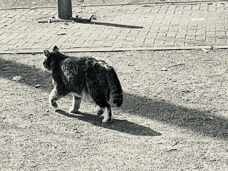 【📱iPhone日記】さくら八分咲き🌸と、サクラカットの猫🐈_b0008655_19352378.jpg