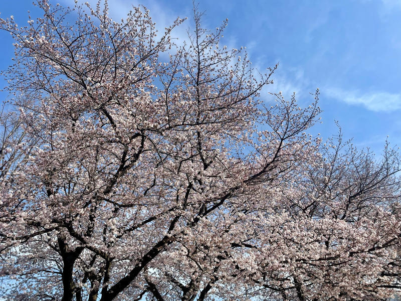 【&#128241;iPhone日記】さくら八分咲き&#127800;と、サクラカットの猫&#128008;_b0008655_19524082.jpg