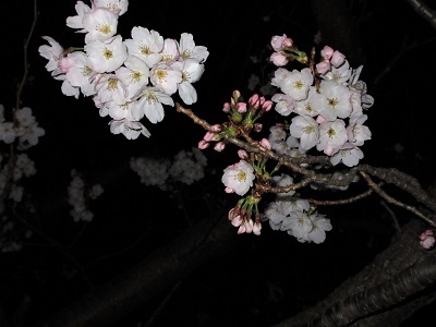 咲き始めました、安浦の桜_e0175370_09180923.jpg