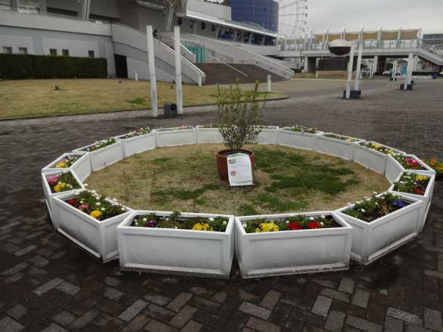名古屋港水族館前のプランター花壇の植栽R4.3.23_d0338682_14135341.jpg