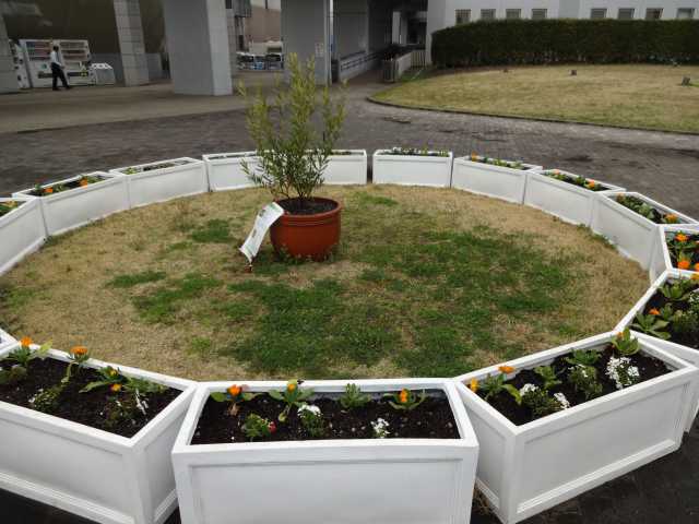 名古屋港水族館前のプランター花壇の植栽R4.3.23_d0338682_14145175.jpg