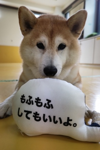 新しいおもちゃ登場❗_f0357682_15182472.jpg
