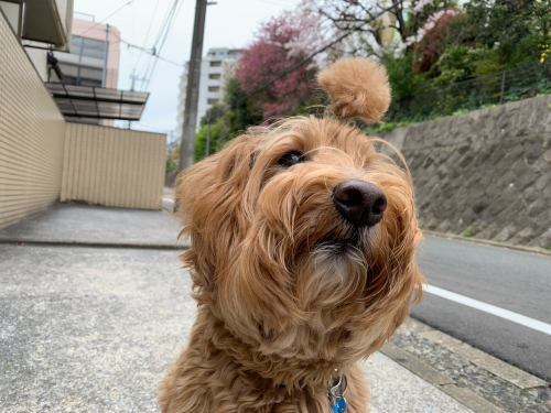 お花見日和_f0357682_19212106.jpg