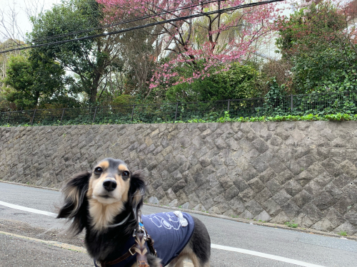 お花見日和_f0357682_19214322.jpg