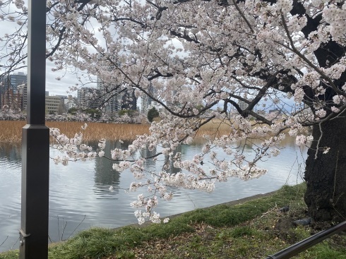 肉と桜_b0199487_12351660.jpeg