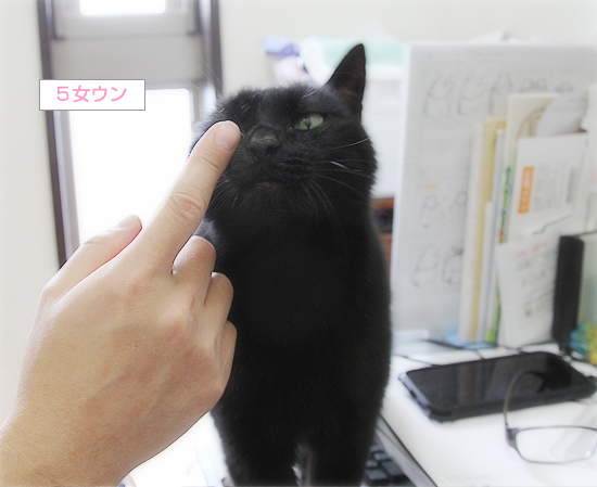 思いついた!しおりに猫の毛_a0389088_16264902.jpg