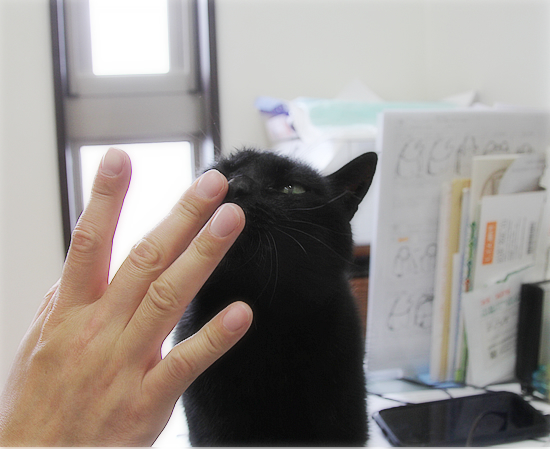 思いついた!しおりに猫の毛_a0389088_16264972.jpg