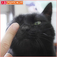 思いついた!しおりに猫の毛_a0389088_16265074.jpg