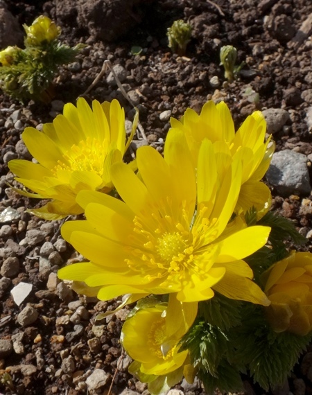 スノードロップの開花と今日の福寿草_a0136293_14574927.jpg