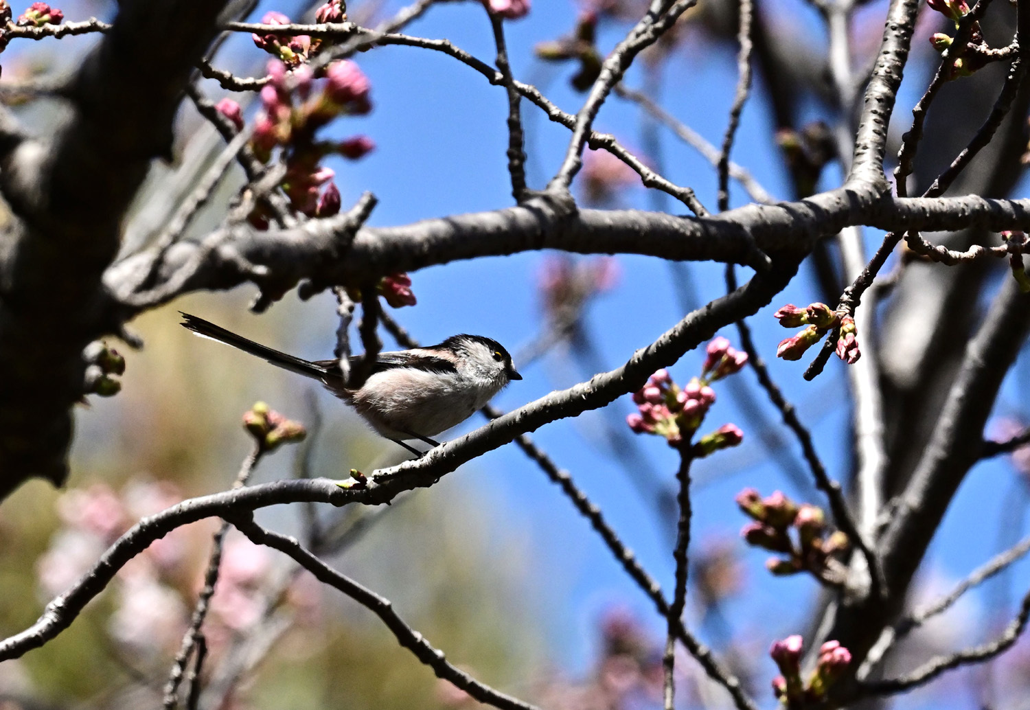 桜　エナガ　①_e0362696_17275236.jpg