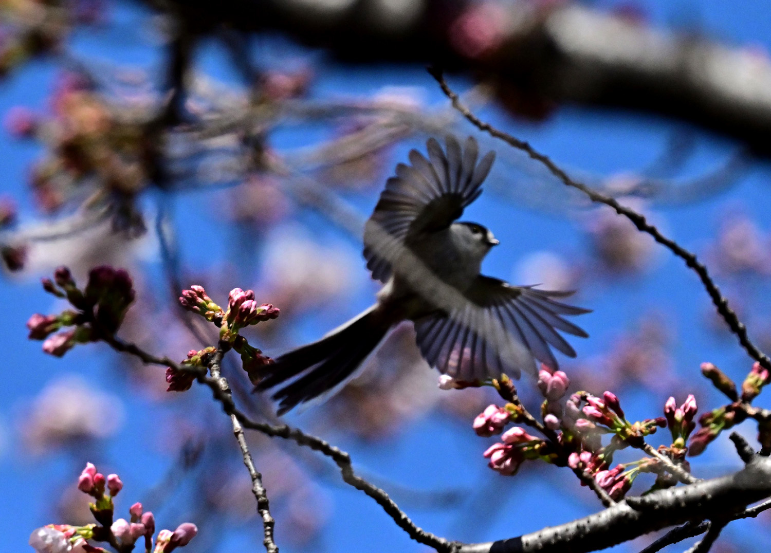 桜　エナガ　①_e0362696_17282603.jpg