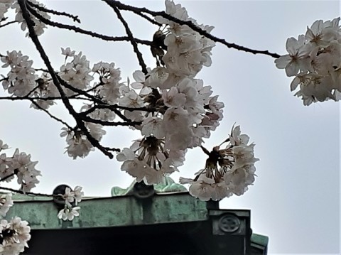 桜の季節が来ましたね！_b0364298_09444633.jpg