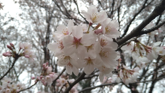 3/29 東京の桜2022_b0042308_19062440.jpg