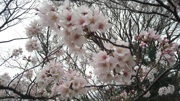 3/29 東京の桜2022_b0042308_19062559.jpg