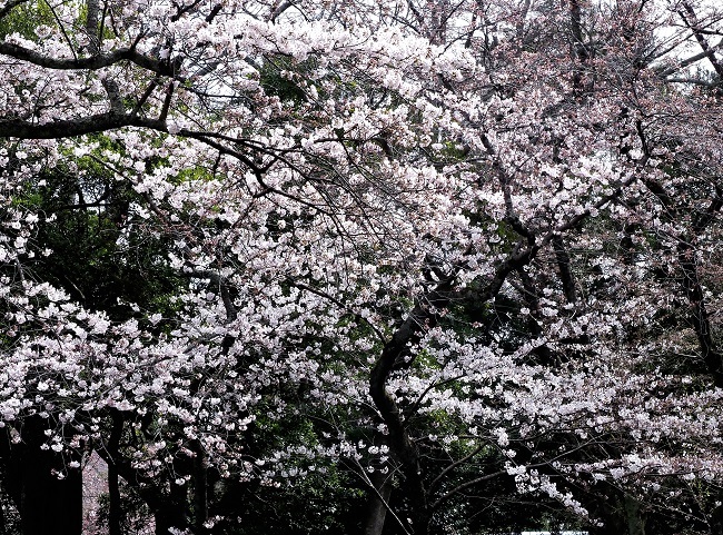 満開近い桜 出雲大社神苑 大山山麓 山 滝 鉄道風景